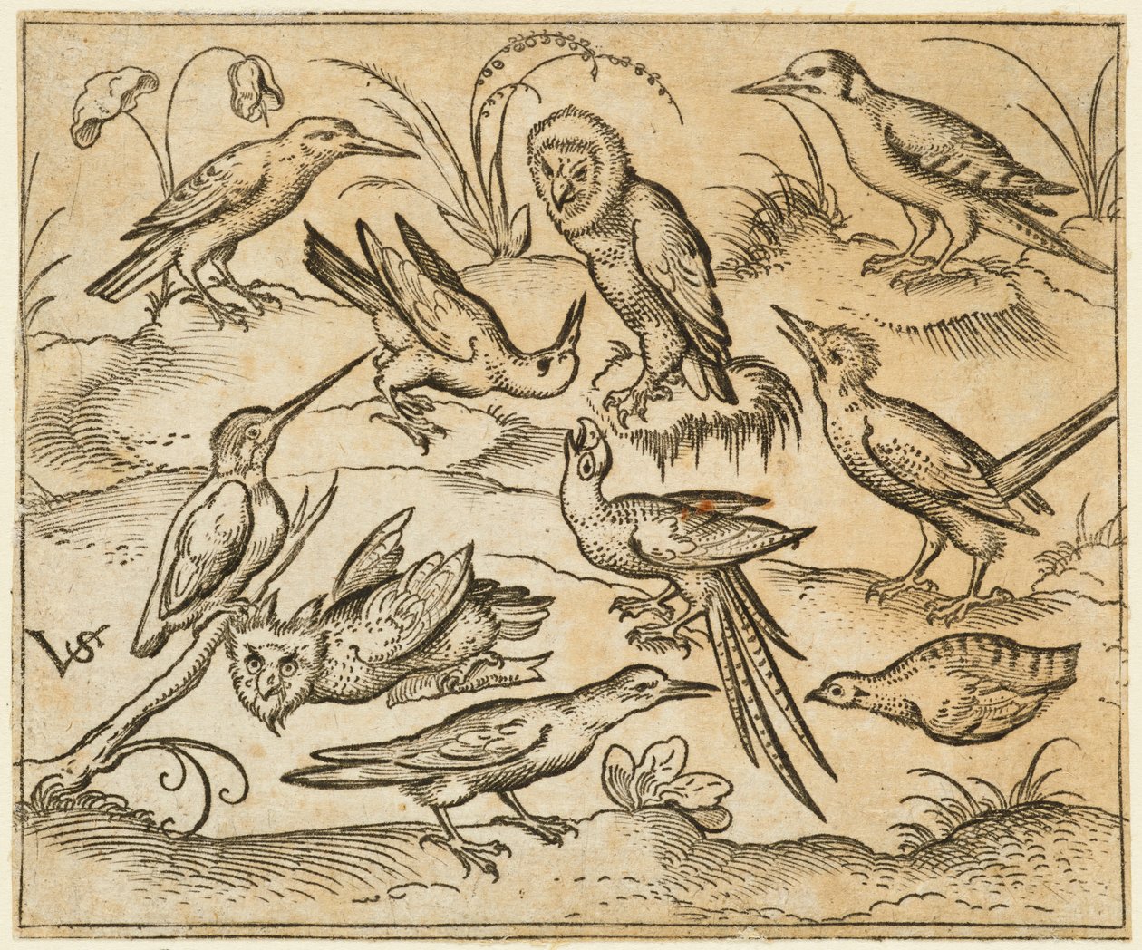 Ti fugle, der sidder på grene og pletter af græs, inklusive to ugler og en fugl..., 1557. af Virgil Solis