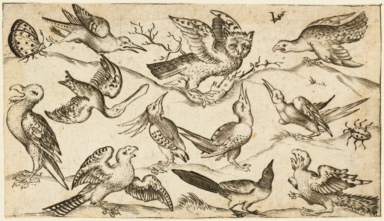 Elleve fugle og to insekter på minimal jord med ugle med udstrakte vinger siddende på en gren i midten med andre fugle omkring og drillede ugle, fra Douce Ornament Prints Album I, efter 1572 (gravering på lagt papir) af Virgilius the elder (after) Solis