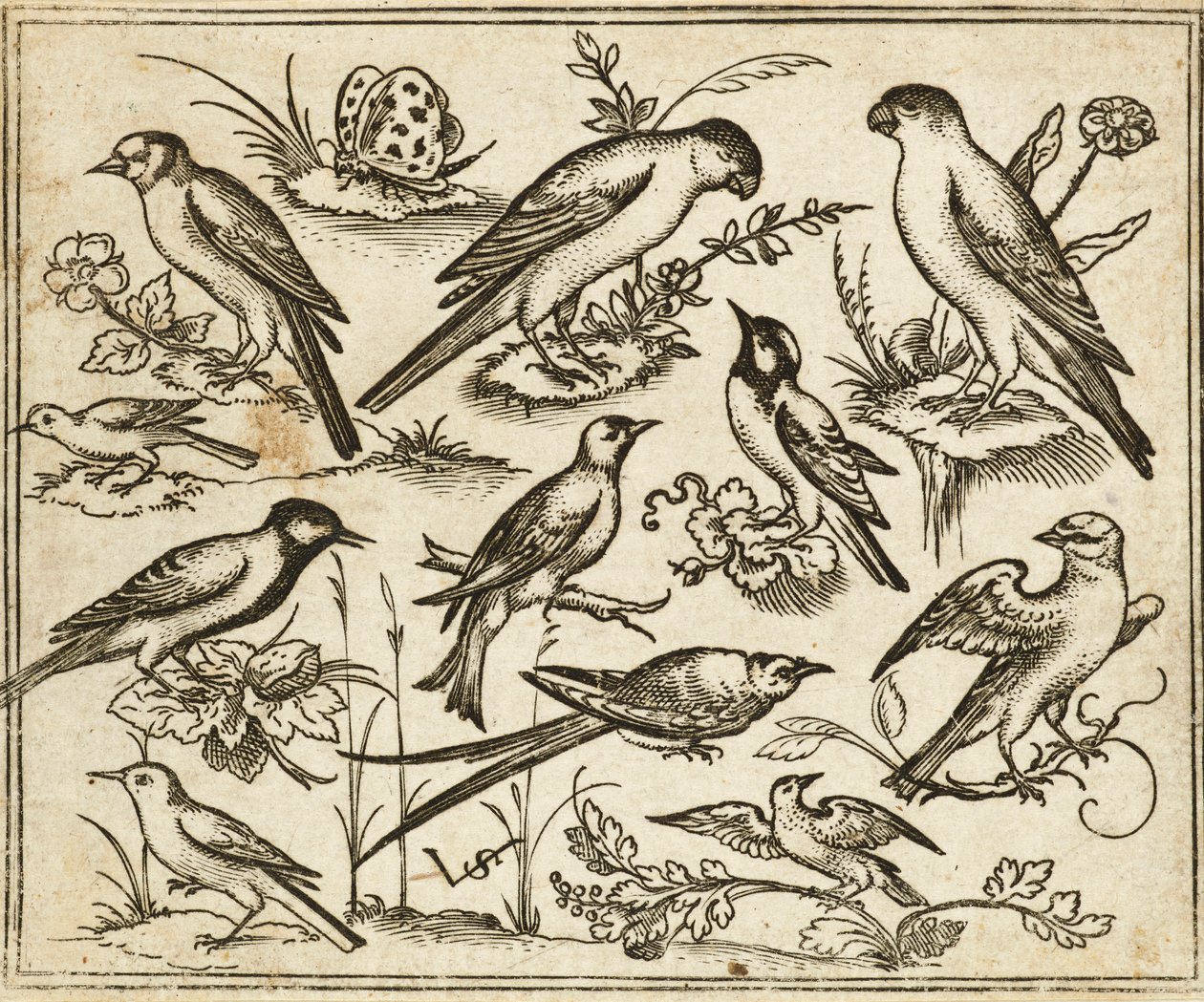 Elleve fugle sidder på pletter af blomstrende løv og små grene på en minimal grund med en sommerfugl, fra Douce Ornament Prints Album I af Virgilius the elder (after) Solis