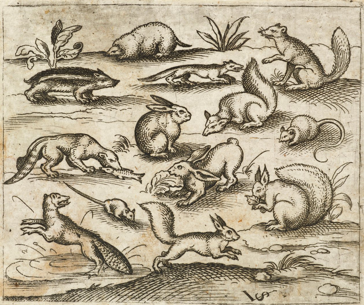 Gruppe af små skovdyr, der spiser og løber rundt i en dam, inklusive en mus, kanin, egern, vaskebjørn, skovmeldyr, ilder, mår og grævling, fra Douce Ornament Prints Album I af Virgilius the elder (after) Solis