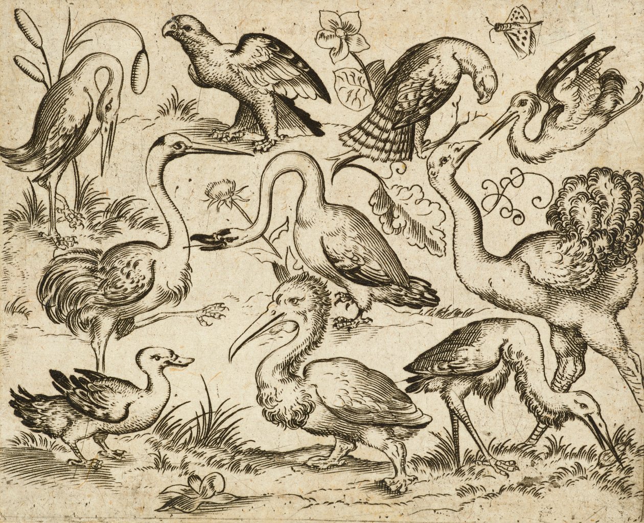 Struds på venstre side med ni andre fugle, inklusive en hejre og en pelikan, afbildet på en minimal grund med pletter af løv omkring nogle af fuglene, fra Douce Ornament Prints Album I, efter 1557 (gravering og ætsning på lagt papir) af Virgilius the elder (after) Solis