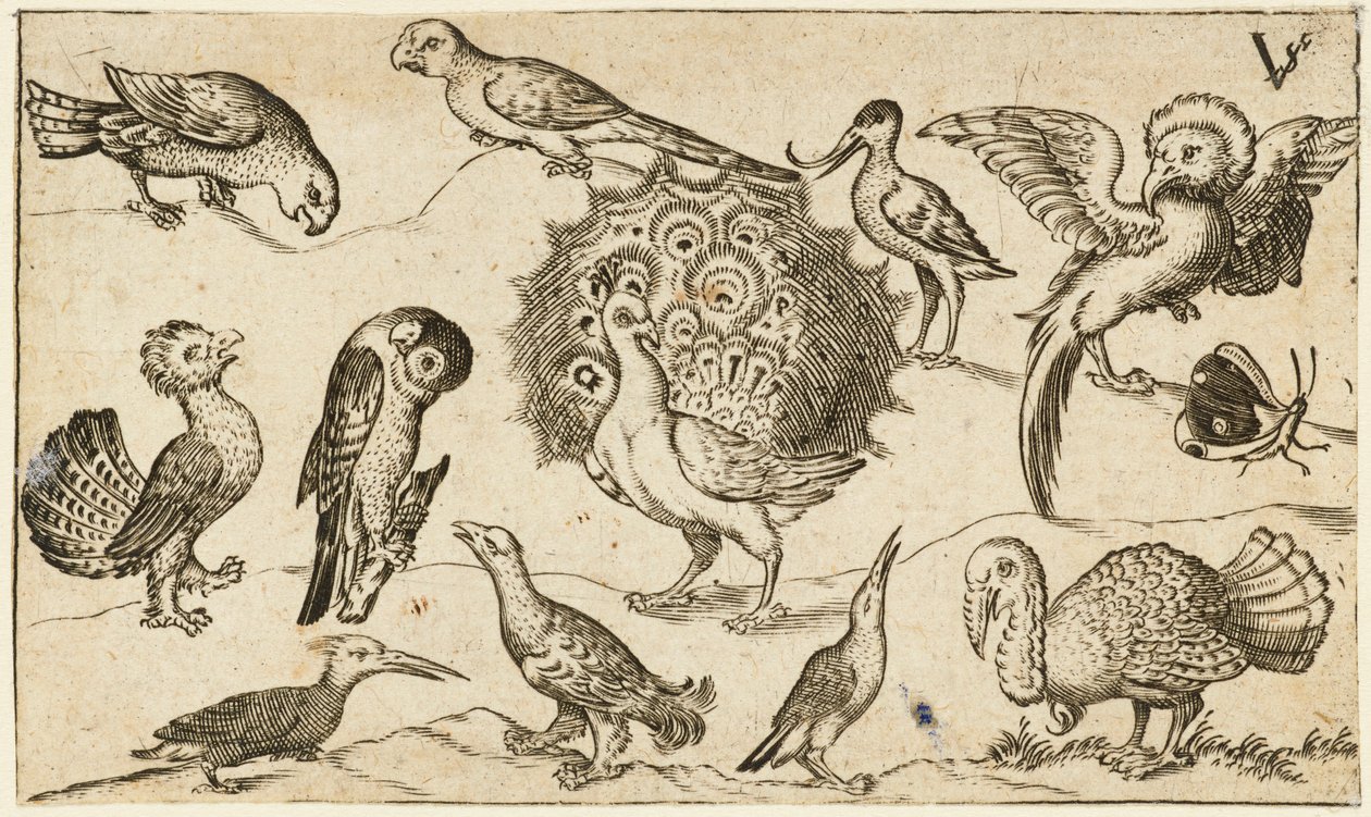 Påfugl i midten omgivet af ni andre fugle, inklusive en kalkun, og en sommerfugl på en minimal grund med en lille plet græs, fra Douce Ornament Prints Album I af Virgilius the elder (after) Solis