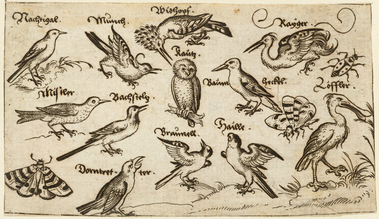 Tolv typer fugle, inklusive en ugle og pelikan, individuelt mærket og placeret på en minimal grund omgivet af en møl, sommerfugl og mariehøne, fra Douce Ornament Prints Album I af Virgilius the elder (after) Solis