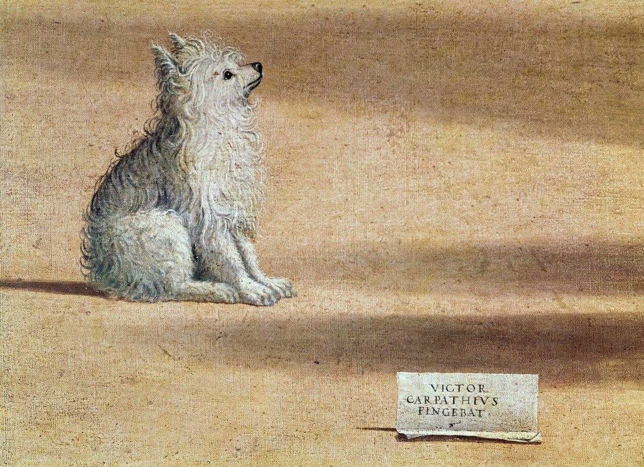 Syn af St. Augustine, detalje af hunden, 1502-08 af Vittore Carpaccio