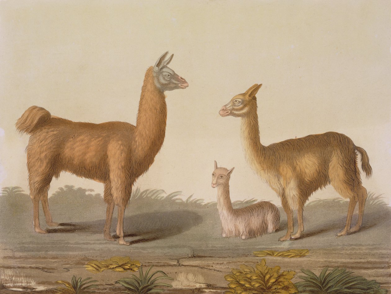 Alpaca (venstre) og Vicuna (højre) lamaer, fra Le Costume Ancien et Moderne, bind II, plade 12, af Jules Ferrario, udgivet ca. 1820