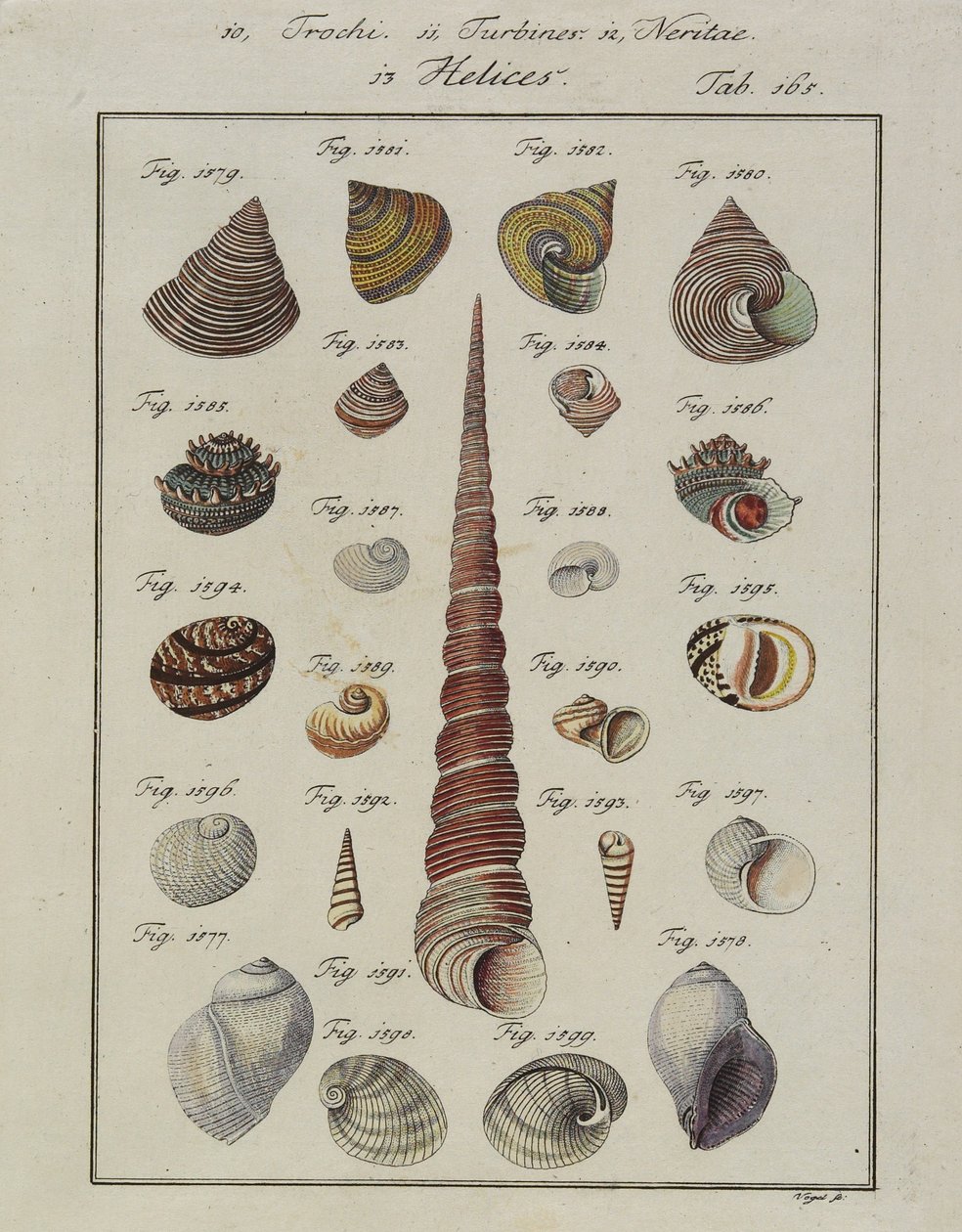 Havskaller: Trochi, Turbiner, Neritae Helices, fra Neues Systematisches Conchylien-Cabinet, 1784 (håndfarvet ætsning og gravering) af Vogel