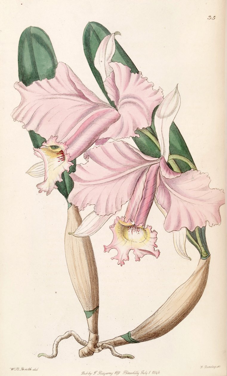 Cattleya labiata (som syn. Cattleya lemoniana) af W. B. Booth