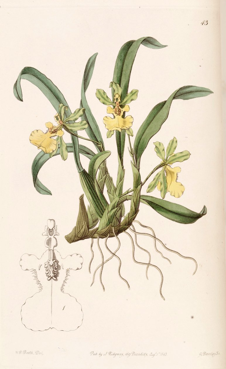 Oncidium uniflorum af W. B. Booth