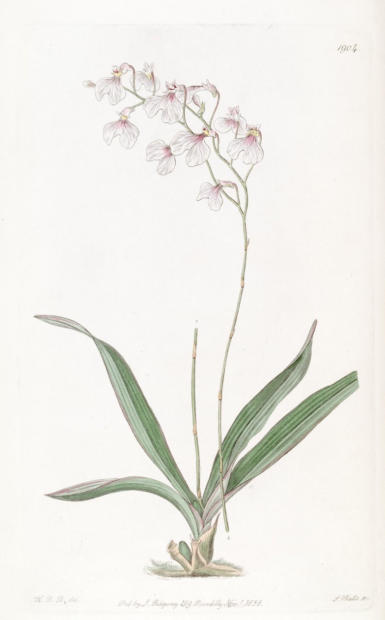 Ionopsis utricularioides_ af W.B.B.