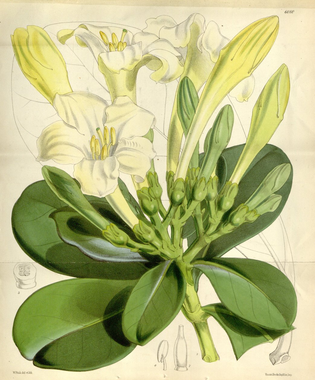 Fagraea ceilinganica af W.H. Fitch