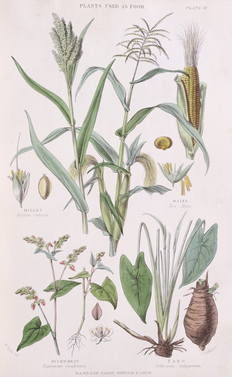 Hirse, majs, boghvede og taro, illustration fra A History of the Vegetable Kingdom af William Rhind 1797-1874, 1872 farvegravering af W.H. Fitch
