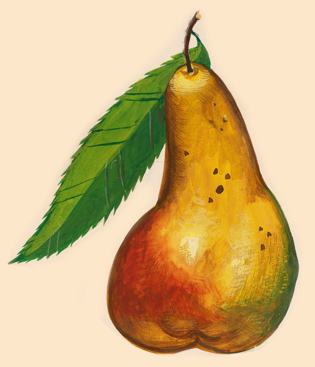 Pære med blad, tegning af John Ward Dunsmore