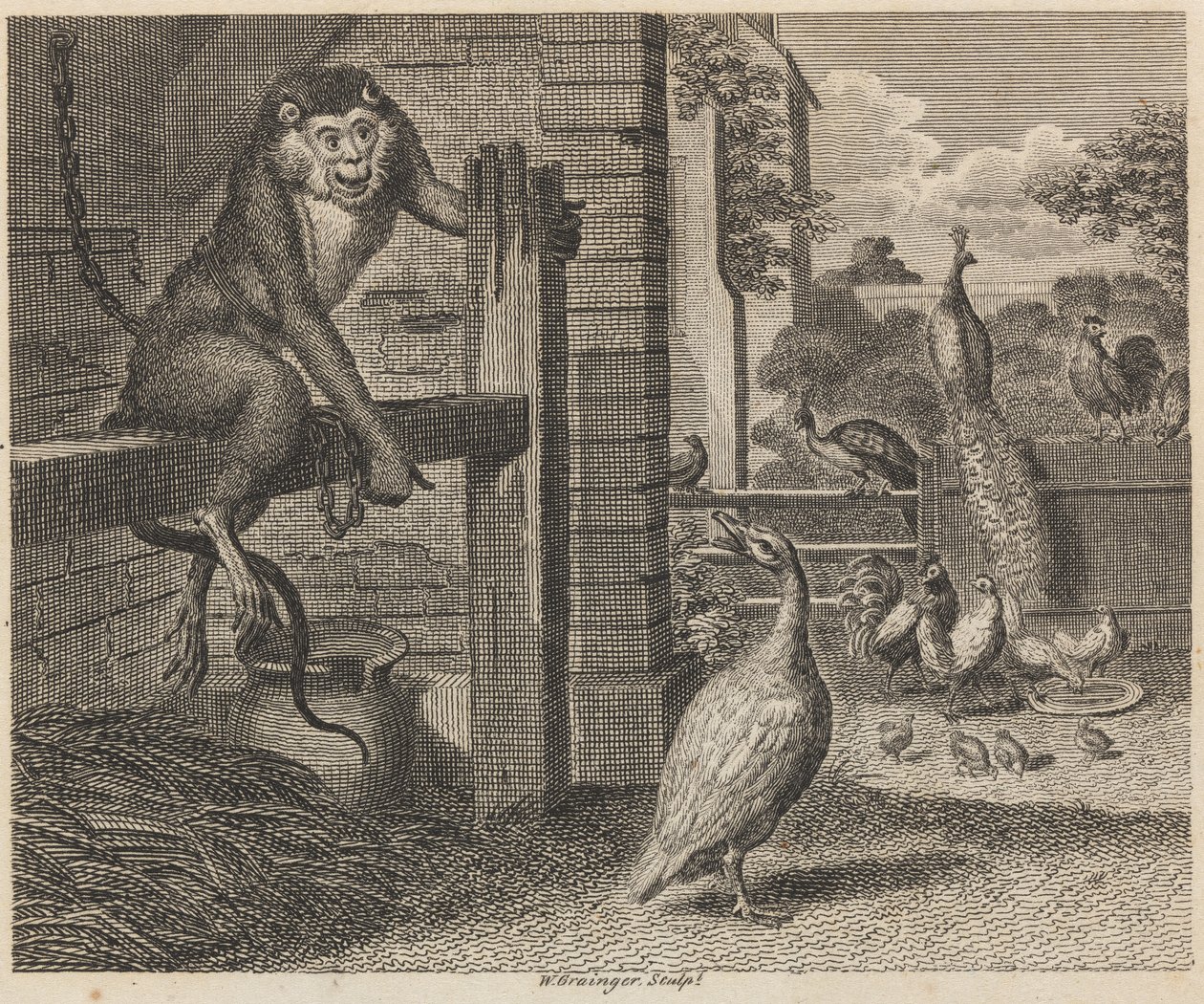 Bavianen og fjerkræet af W. Grainger