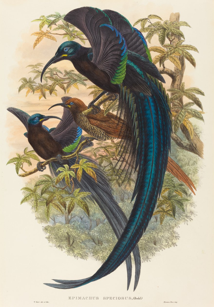 Epimachus speciosus (Seglnæbbet Paradisfugl) af W. Hart