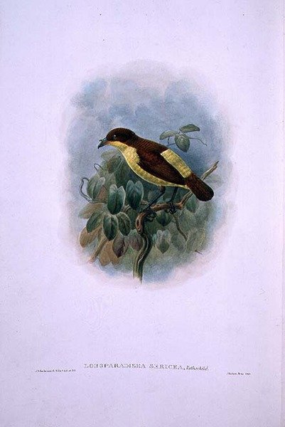 Loboparadisea serica, Paradisfugl med vandnæb (farve litografi) af W. and Keulemans J.G. Hart