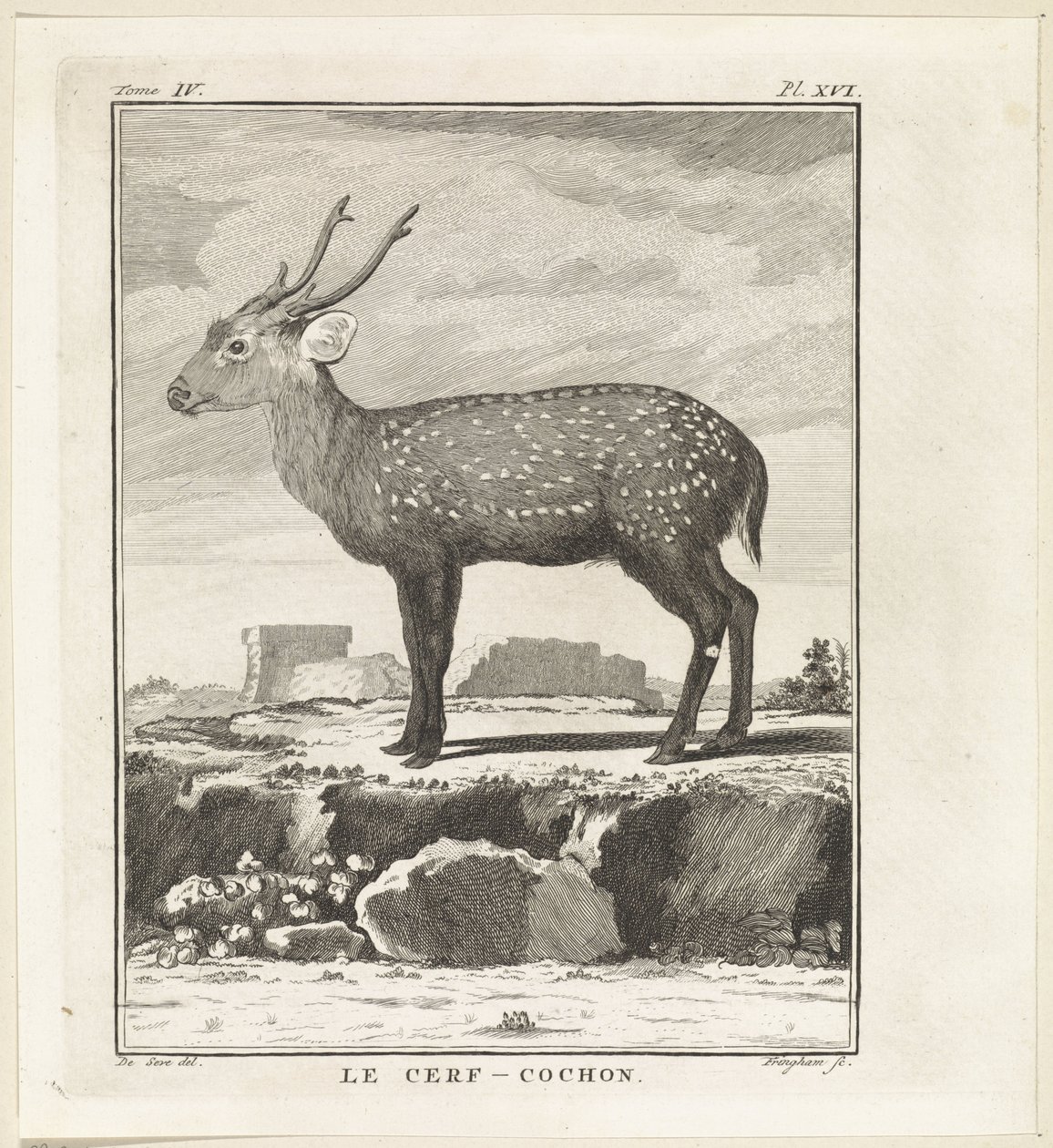 Hert Le Cerf-Cochon (titel på objekt) af W. Tringham