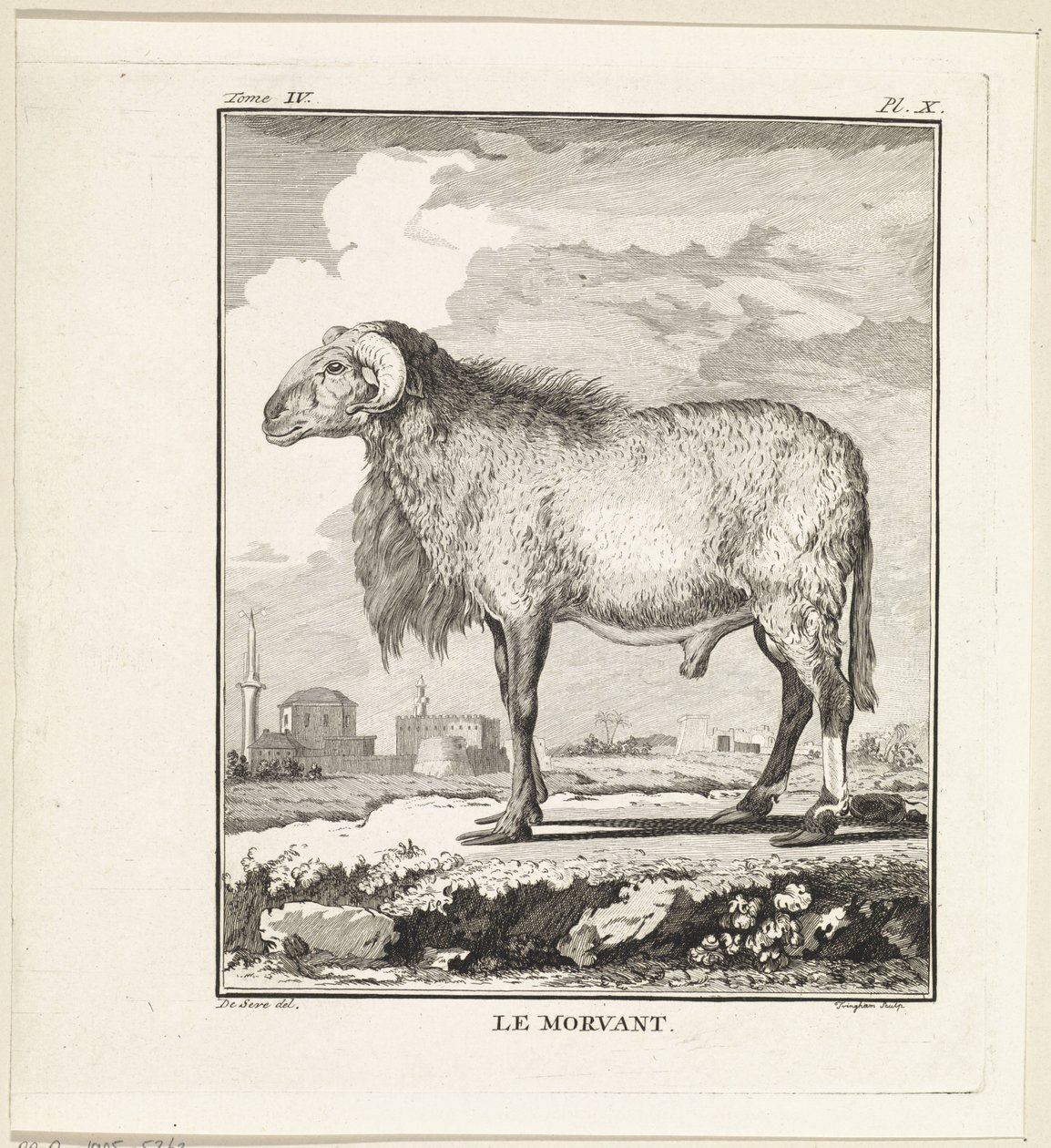 Vædder Le Morvant (titel på objekt) af W. Tringham