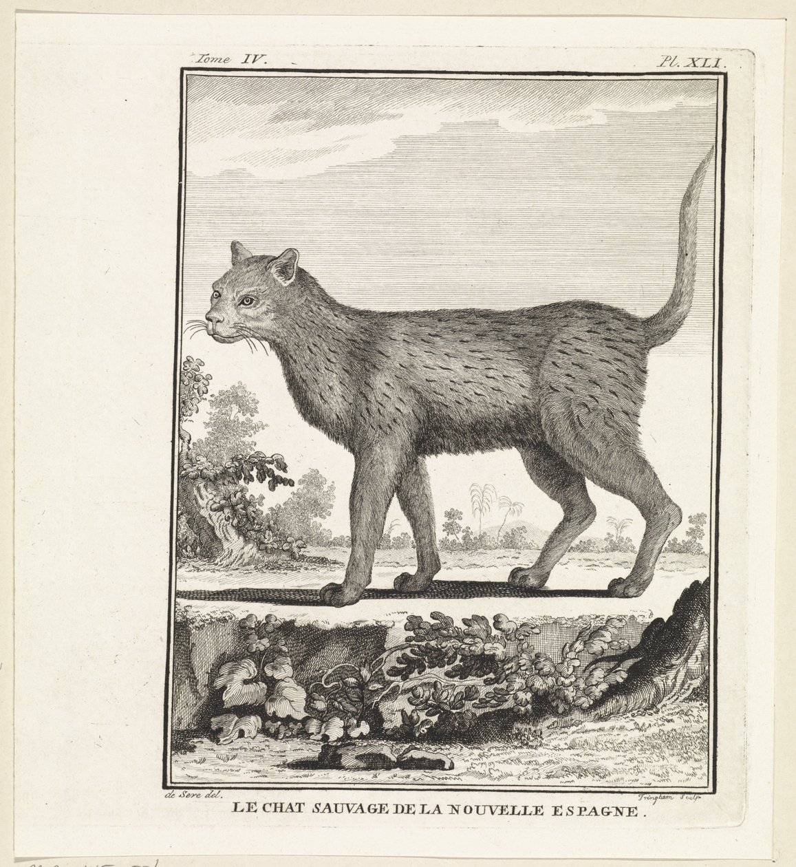 vilde kat The wildcat of new spanien (titel på objekt) af W. Tringham