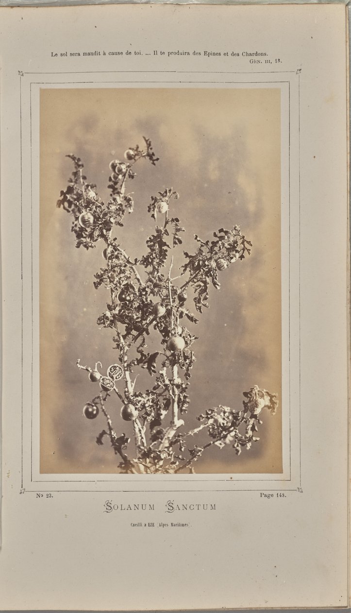 Solanum sanctum, cuelli i Èze (Alpes-Maritimes) af W. de Bray