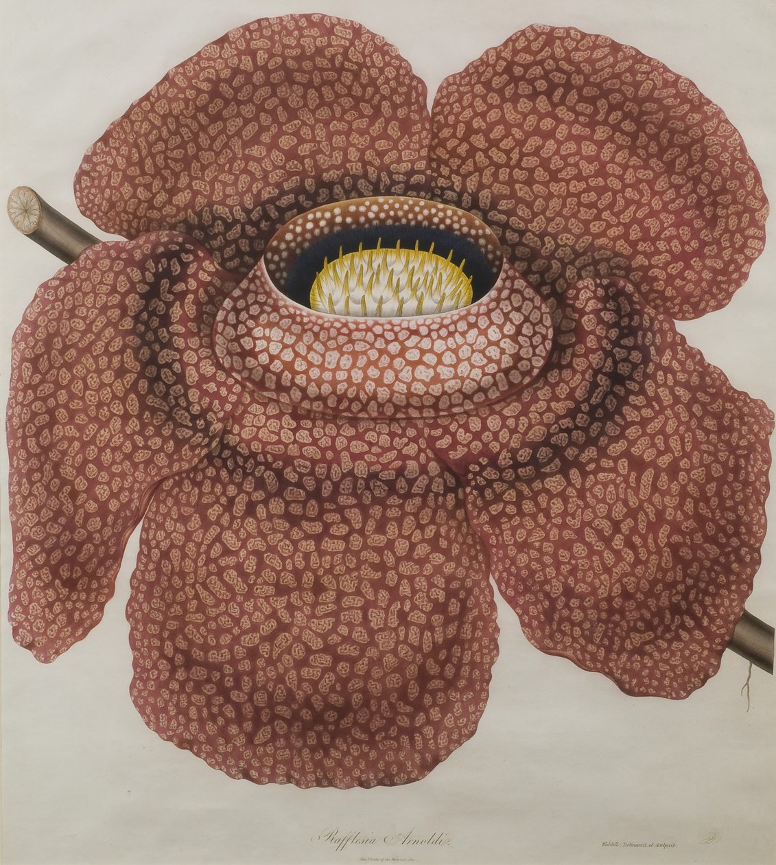 Blomst af Rafflesia arnoldii af Waldell