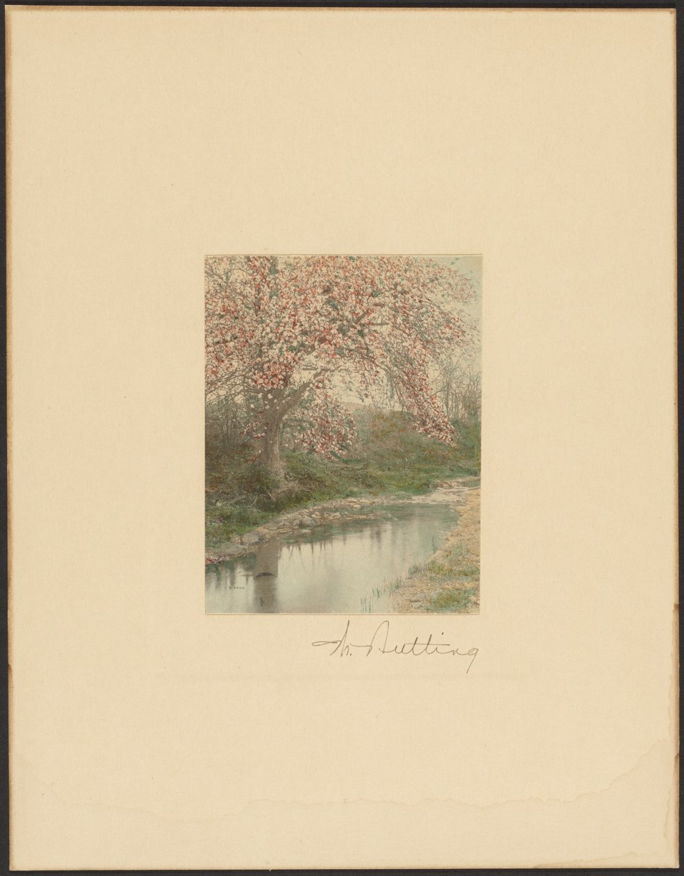 [Blomstrende træ] af Wallace Nutting