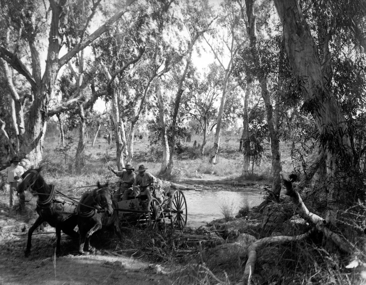 Kryds Salt Creek nær Roper River, Eastern Arnhem Land, Australien, juli 1911 af Walter Baldwin Spencer