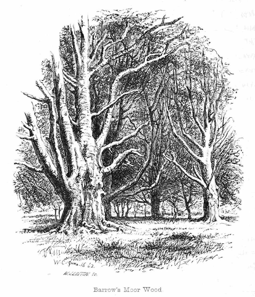 Barrows Moor Wood af Walter Crane