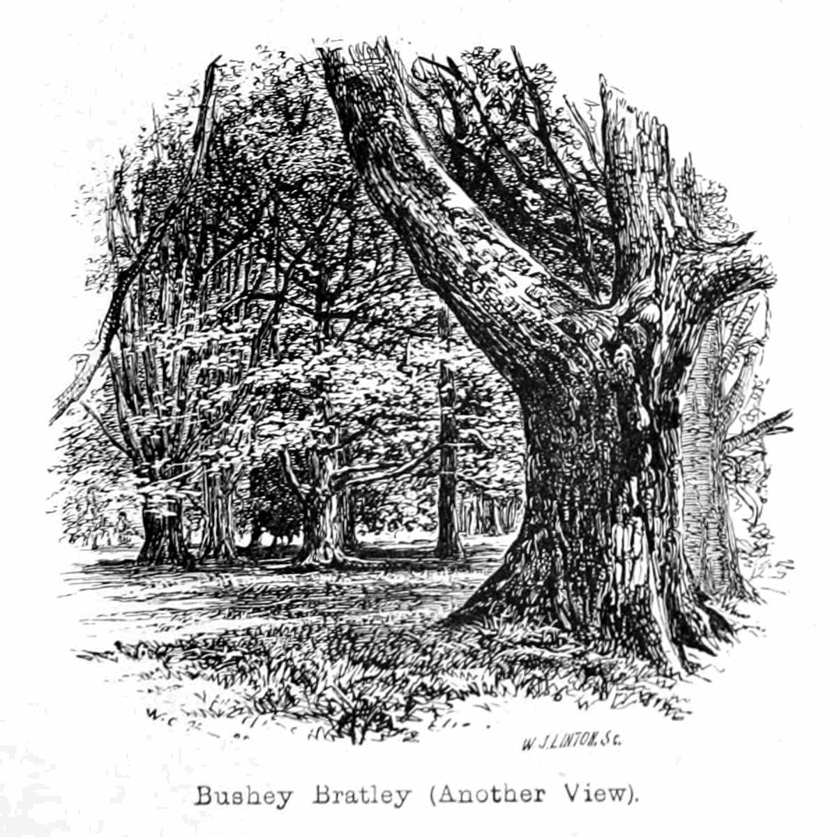 Bushey Bratley af Walter Crane