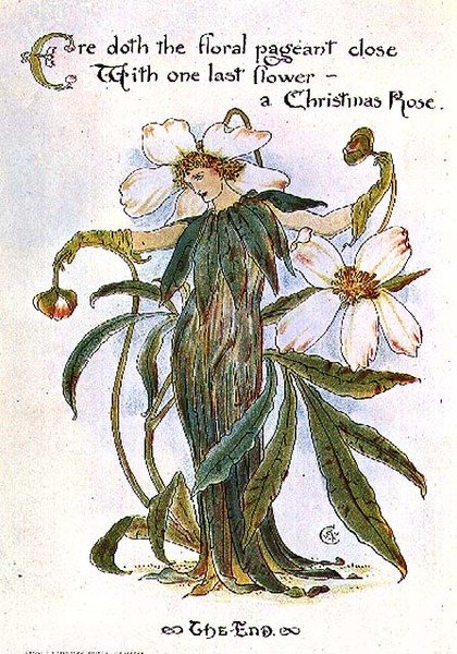 Illustration med en fe som en julerose af Walter Crane