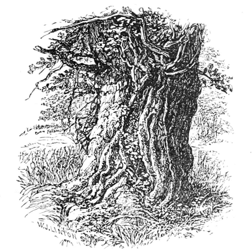 Gammel eg i Boldrewood af Walter Crane