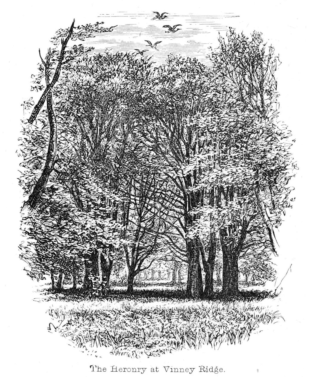 Heronry på Vinney Ridge af Walter Crane