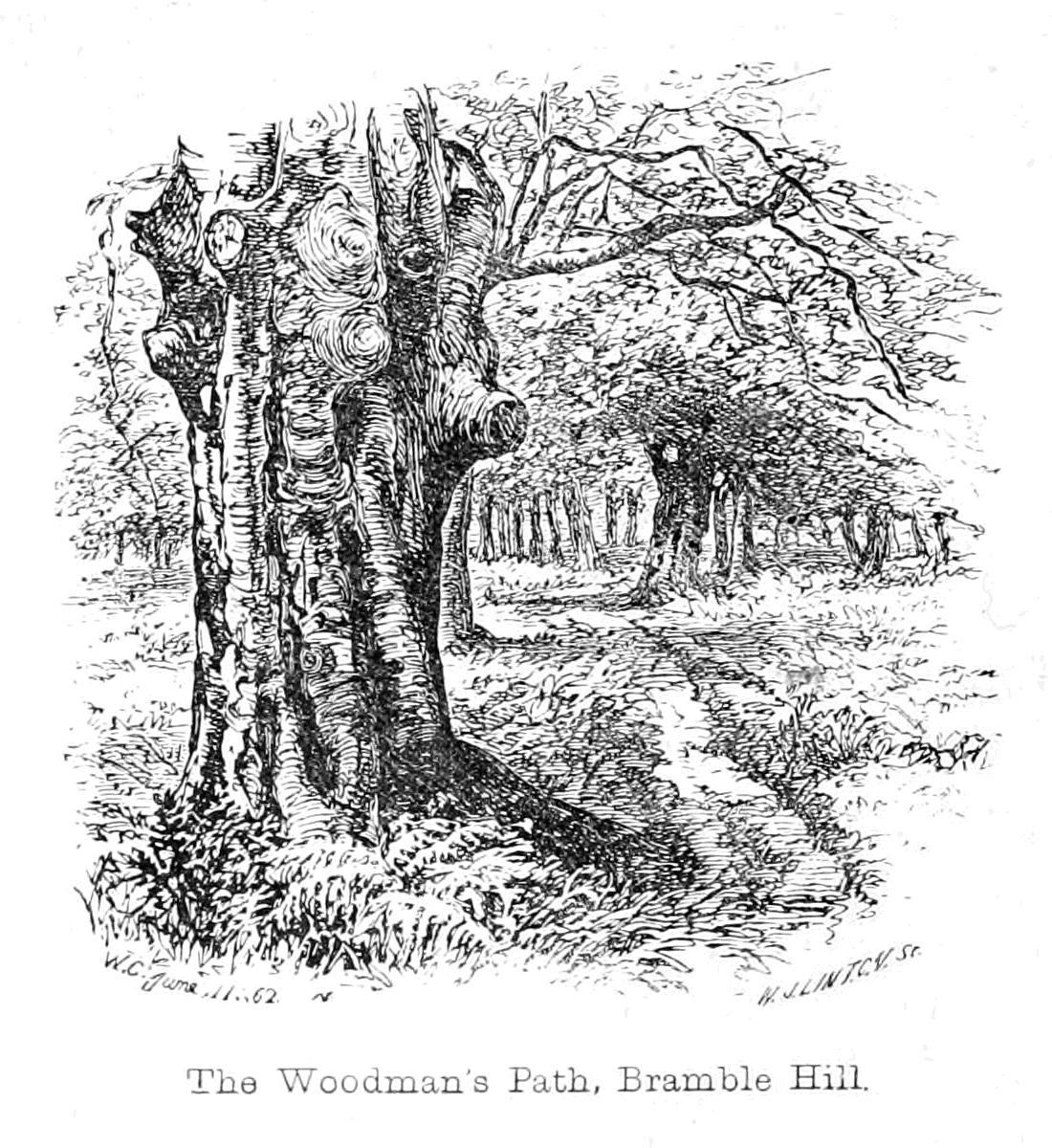 The Woodmans Path, Bramble Hill af Walter Crane