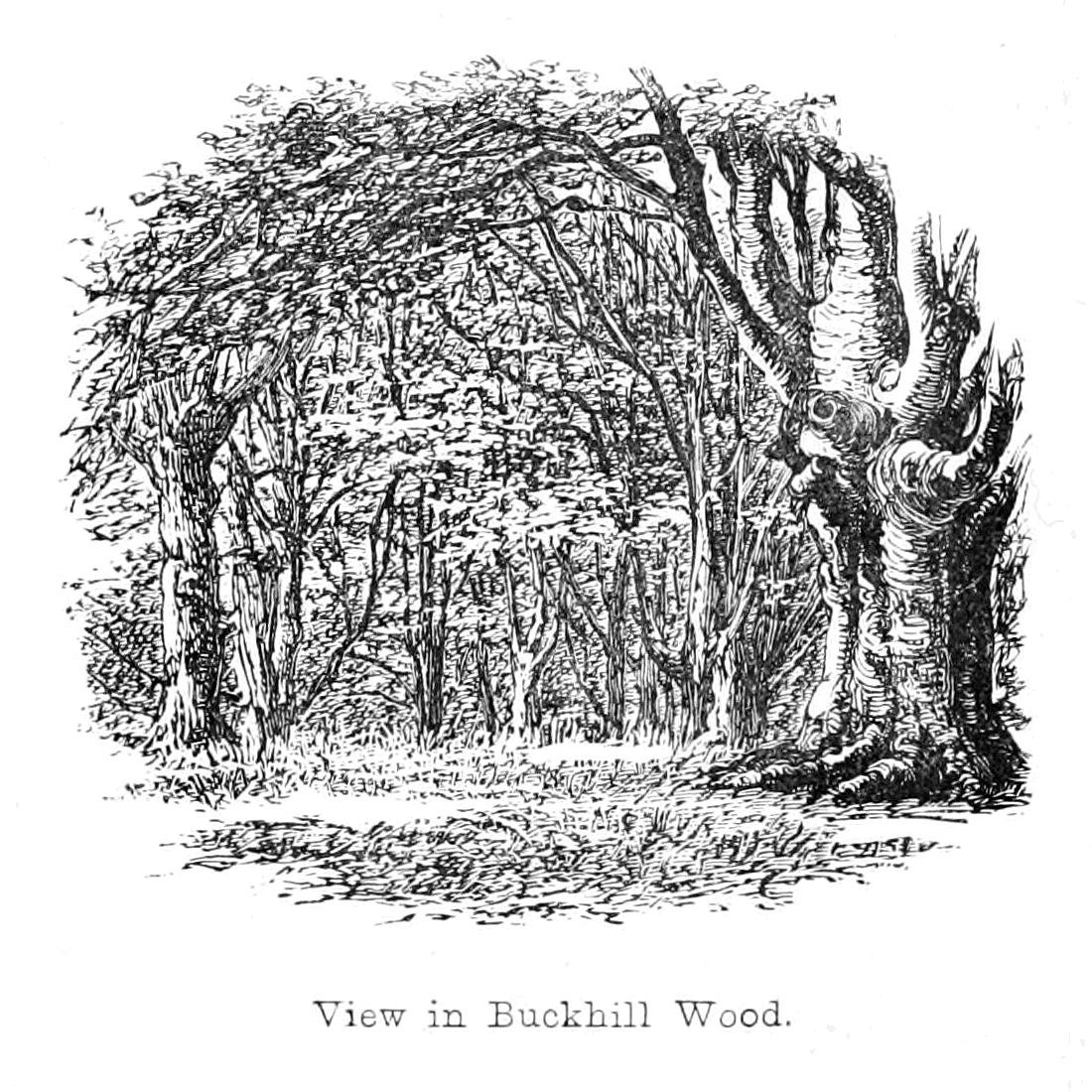Udsigt i Buckhill Wood af Walter Crane