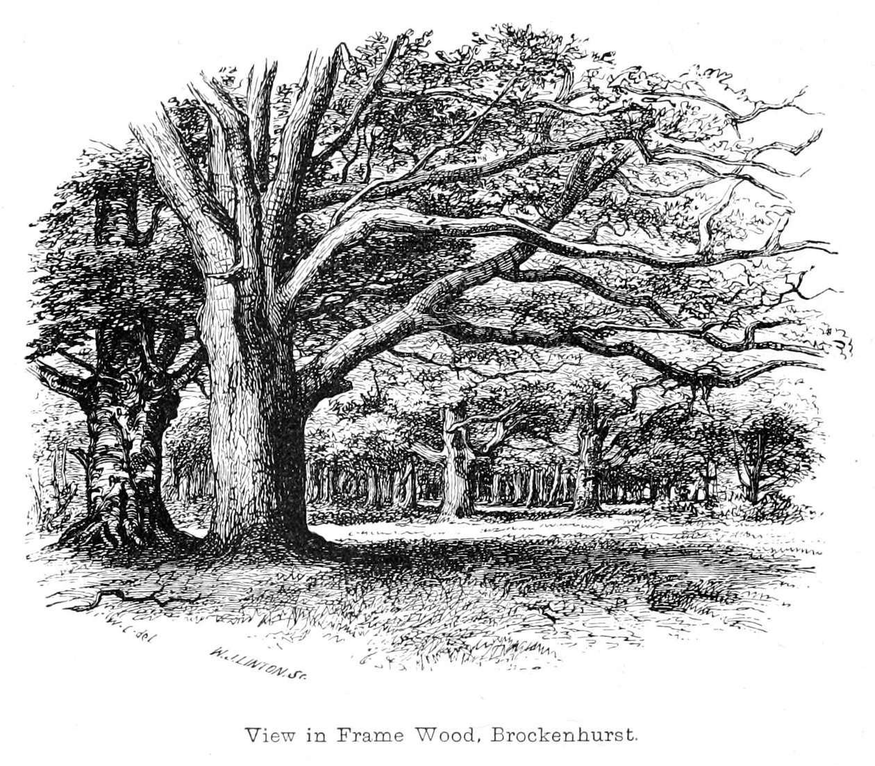 Udsigt i Frame Wood, Brockenhurst af Walter Crane