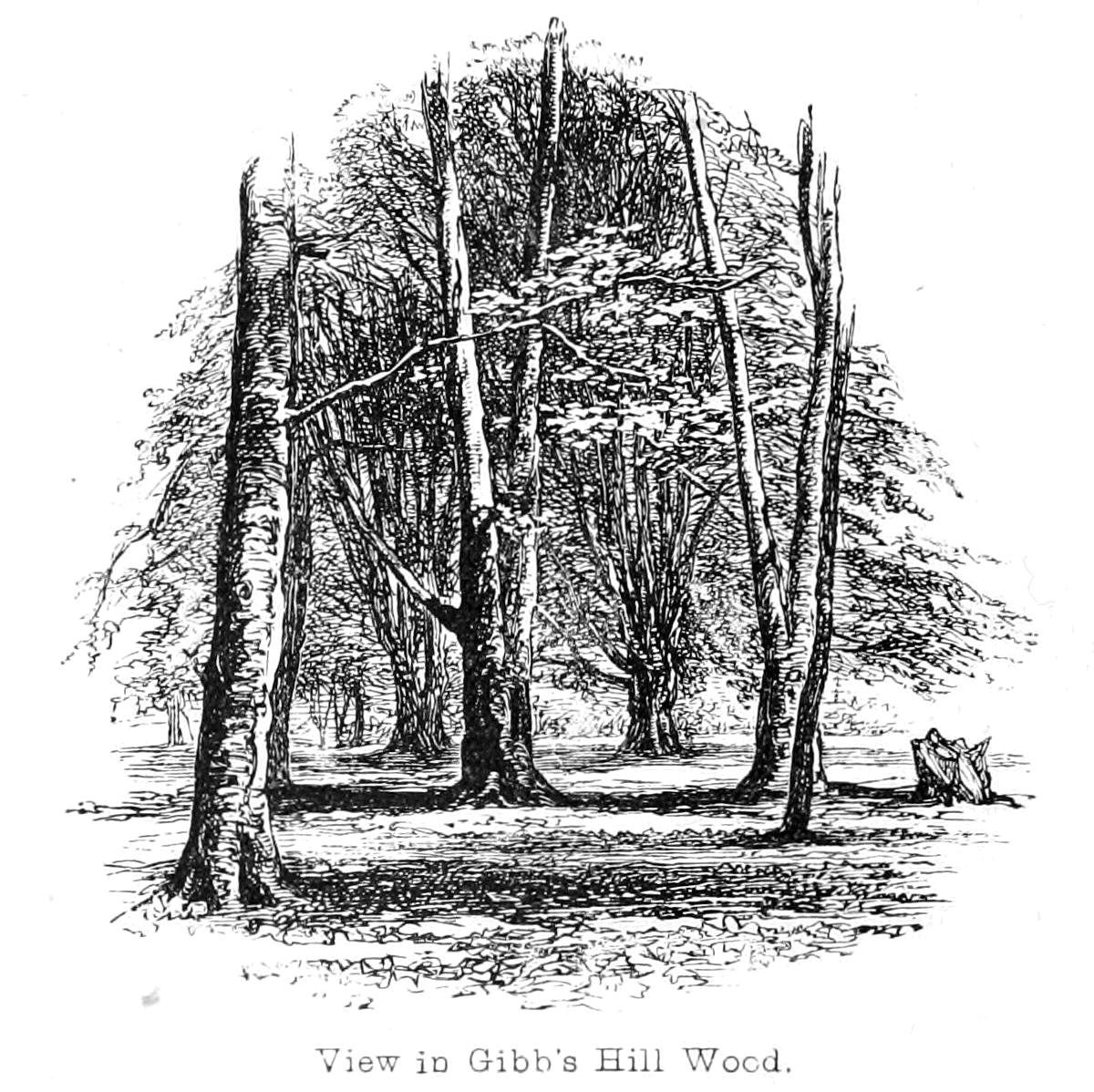 Udsigt i Gibbs Hill Wood af Walter Crane