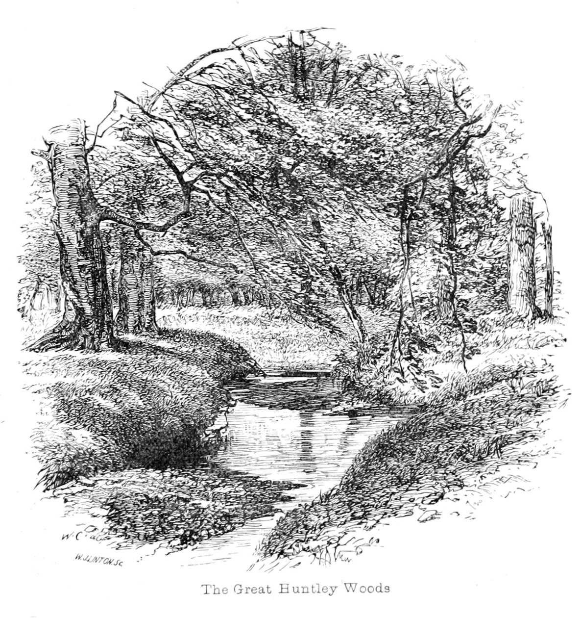 Udsigt i Great Huntley Woods af Walter Crane