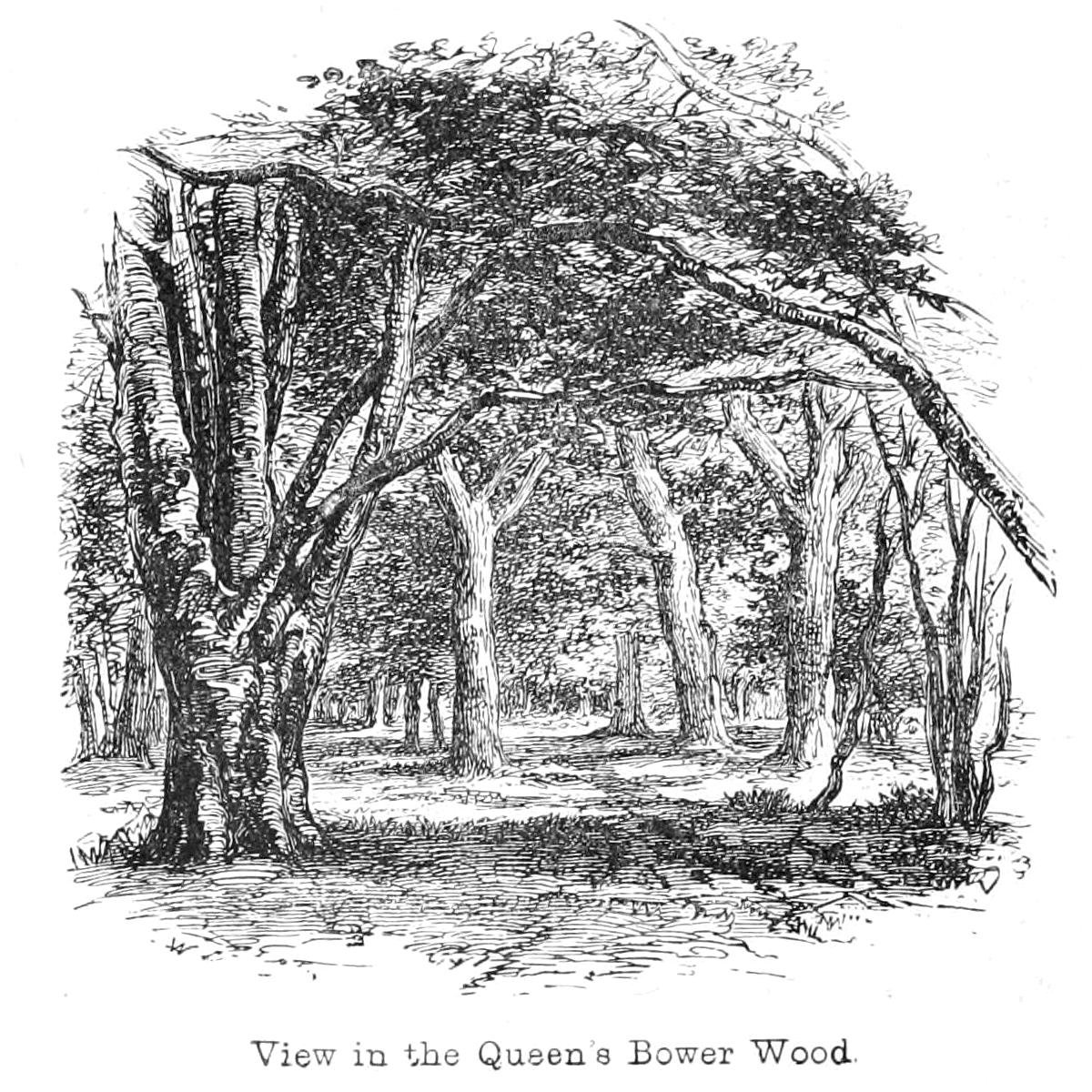 Udsigt i Queens Bower Wood af Walter Crane