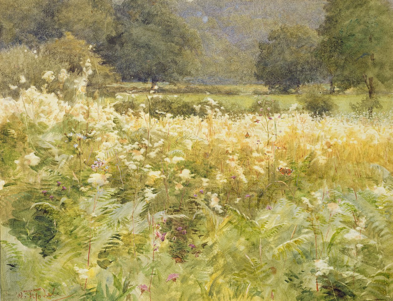 Meadowsweet (wc på papir) af Walter Frederick Roofe Tyndale