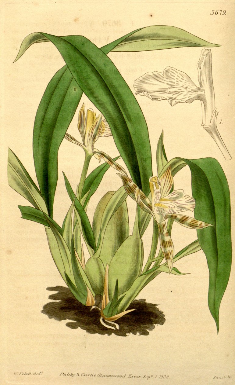 Illustration af Aspasia variegata af Walter Hood Fitch