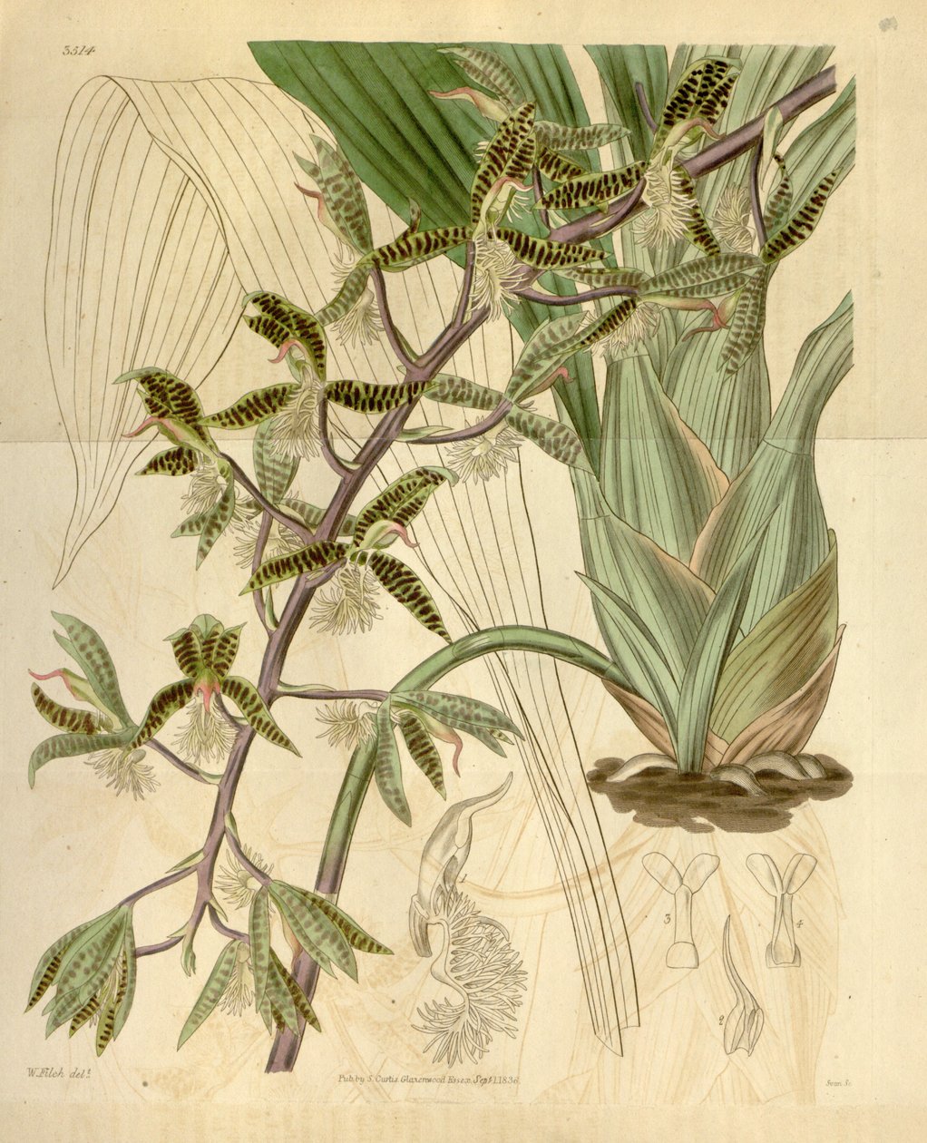 Illustration af Catasetum barbatum (som syn. Myanthus barbatus) af Walter Hood Fitch