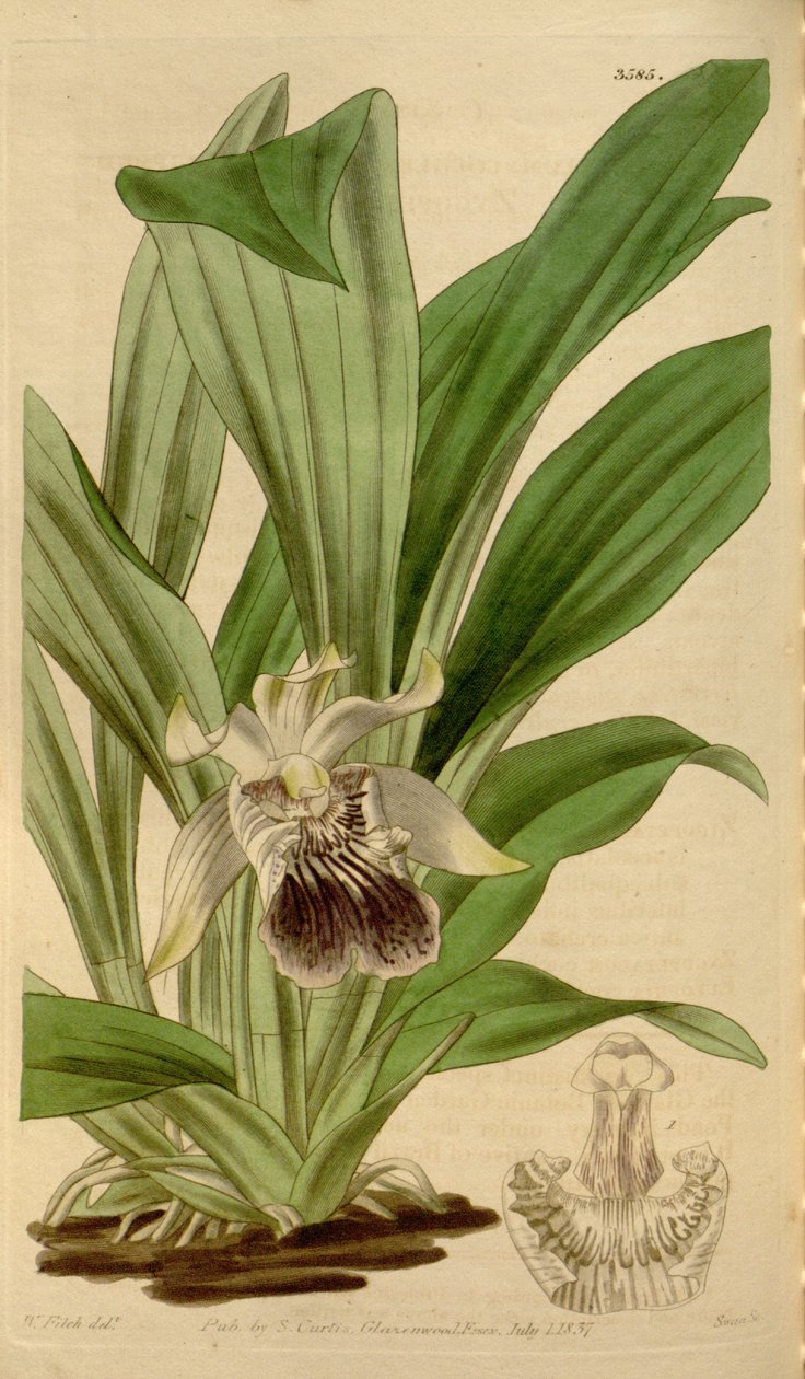Illustration af Cochleanthes flabelliformis (som syn. Zygopetalum cochleare) af Walter Hood Fitch
