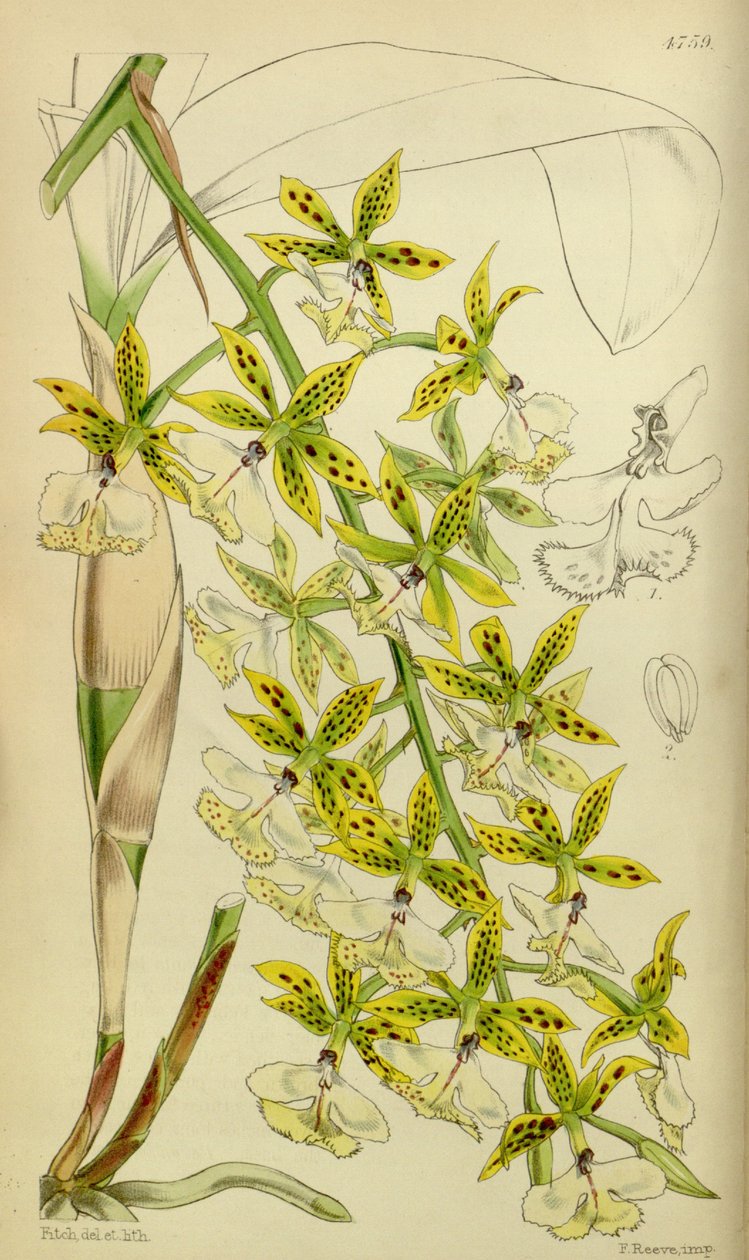 Illustration af Epidendrum stamfordianum af Walter Hood Fitch