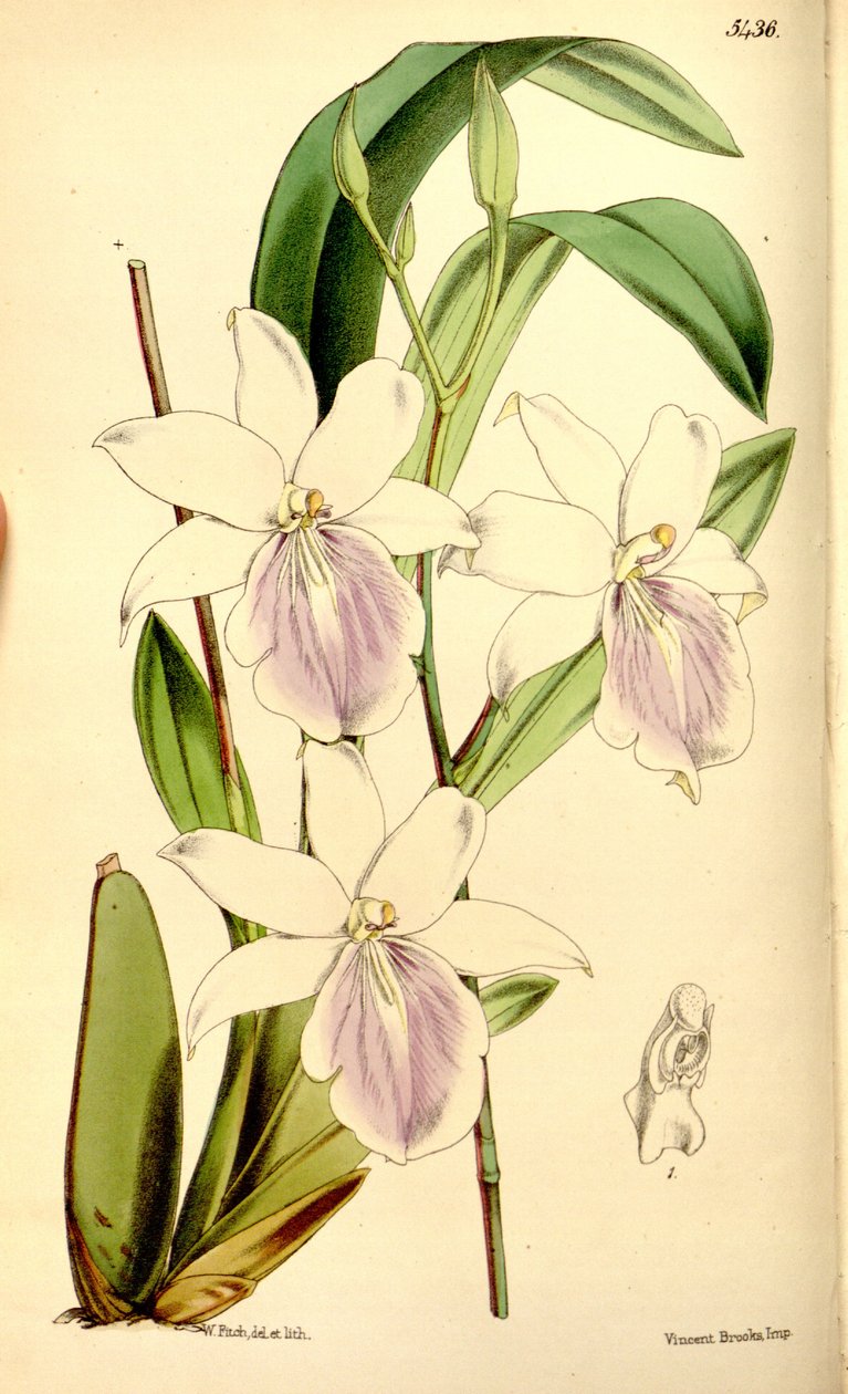 Illustration af Miltonia regnellii af Walter Hood Fitch