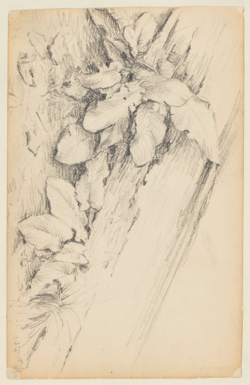 Undersøgelse af planter og råddent træstamme, 155th Street af Walter Clark