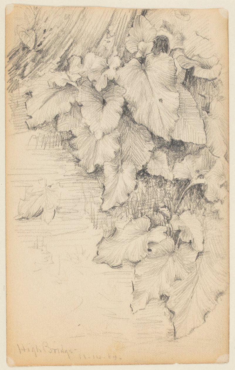 Studie af planter ved vandkanten, High Bridge af Walter Clark
