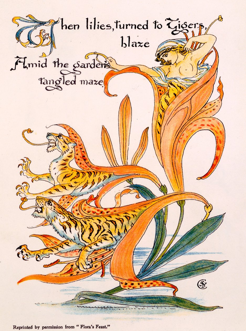 Tiger Lilies, illustration fra 