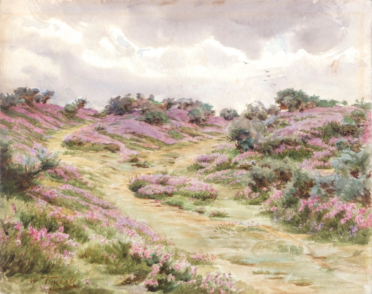 Klokkelyng på Setley-sletten (akvarel) af Walter Frederick Roofe Tyndale
