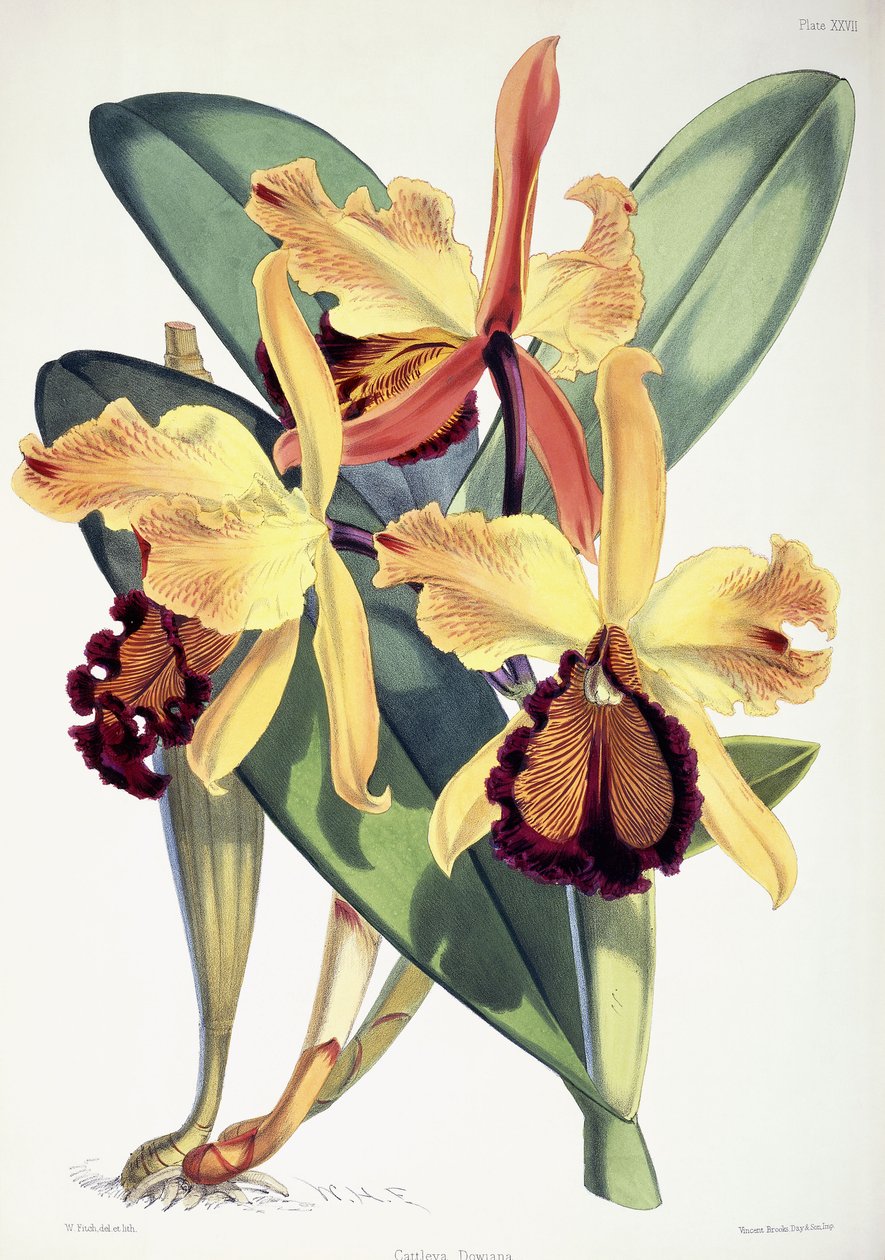 Cattleya Dowiana, ca. 1862-1877 af Walter Hood Fitch
