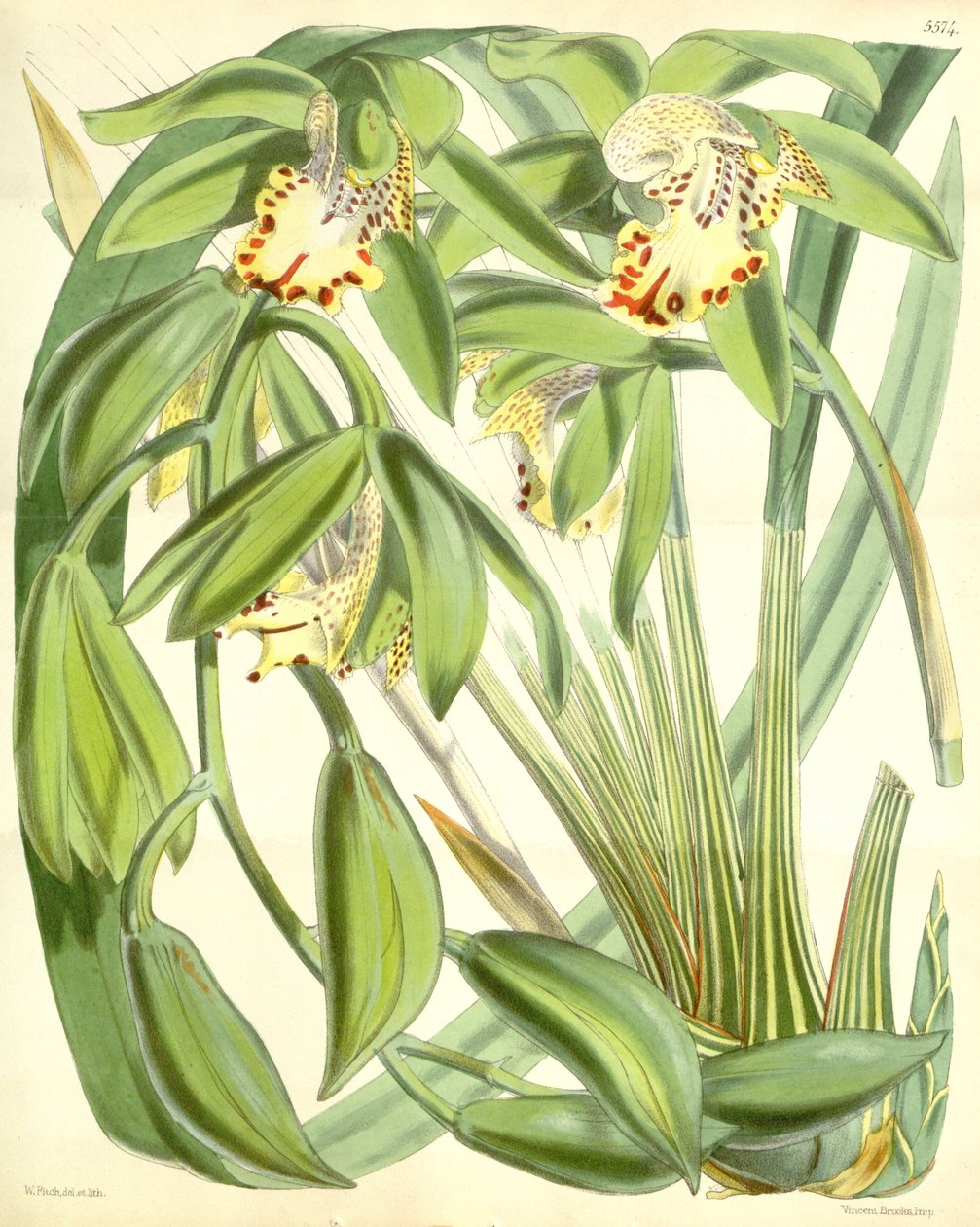 Cymbidium hookerianum af Walter Hood Fitch