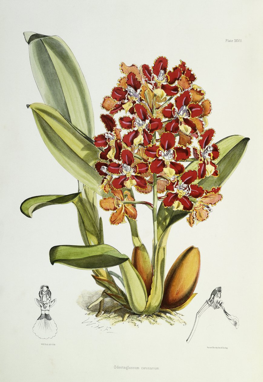 Odontoglossum coronarium, 1864-1874 af Walter Hood Fitch